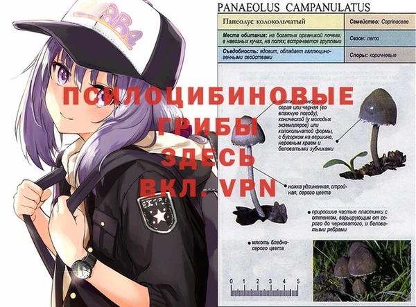 шишки Пересвет
